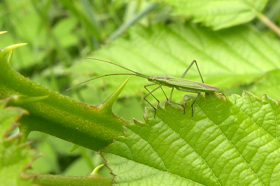 Megaloceroea recticornis (Geoffroy 1785)